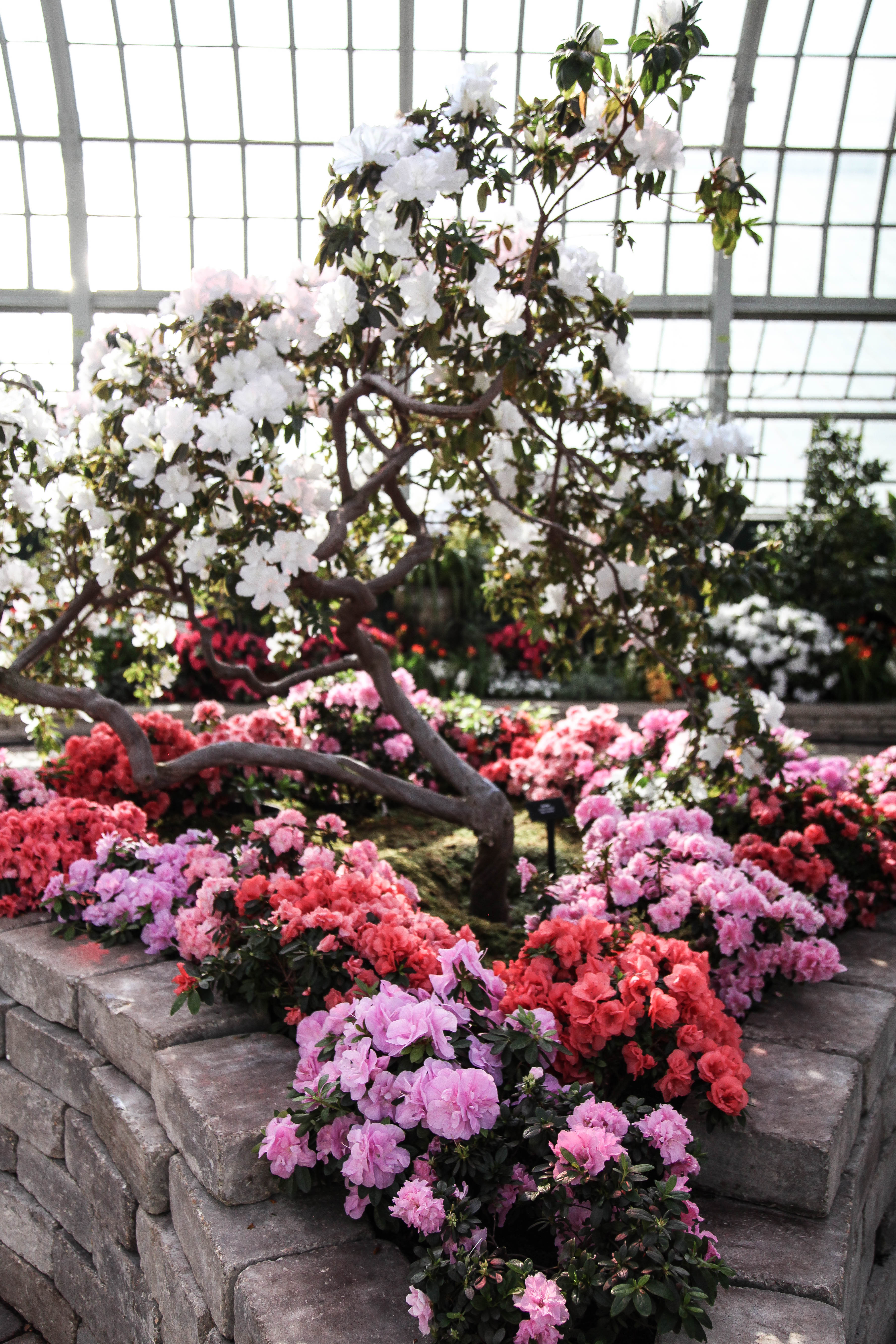 Flowers in full bloom at Garfield Park Conservatory