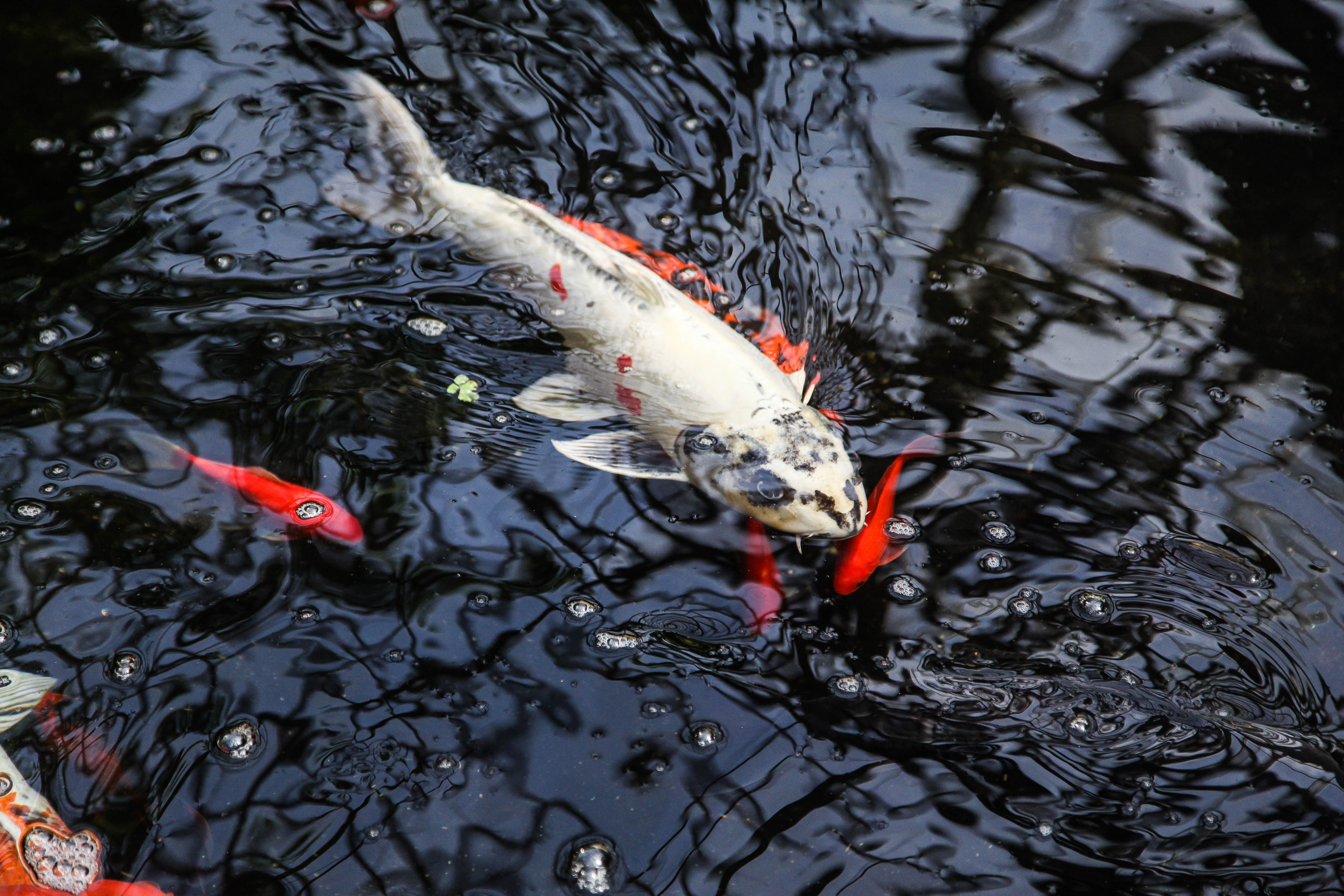 Koi fish at Garfield Park Conservatory Pond