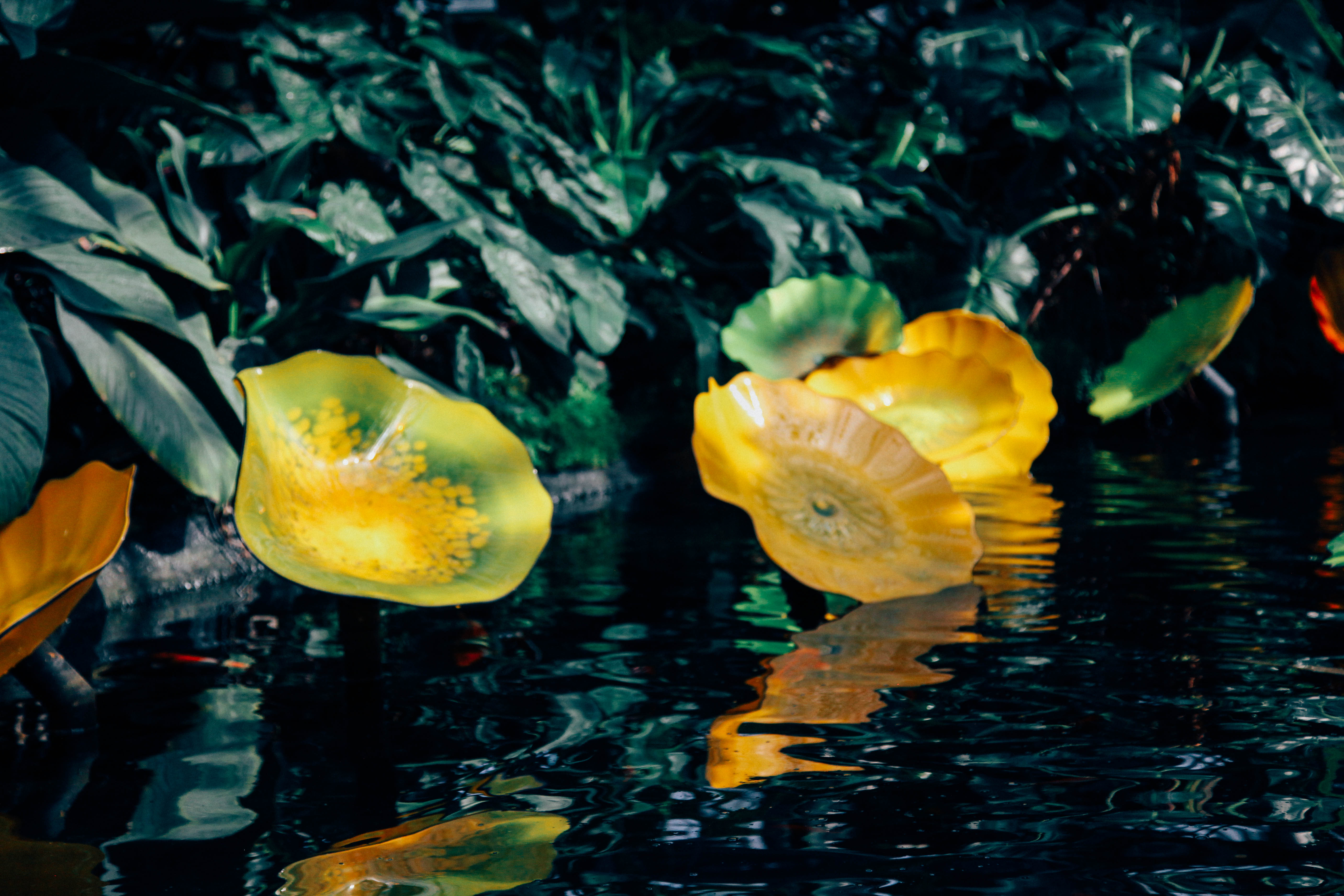 Vibrant Lilly Pads in Full Bloom at Garfield Park Conservatory