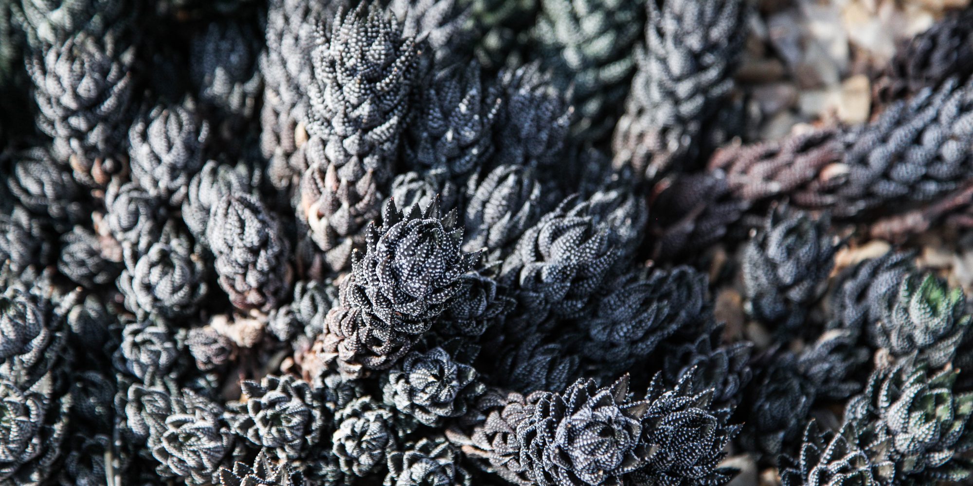 Soucie Horner Luxury Designers find inspiration in Garfield Park, Chicago - Soucie Horner, Ltd.