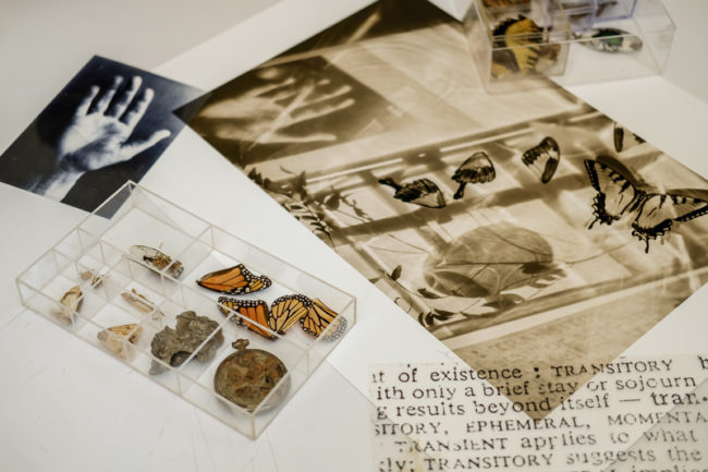 monarchs butterflies and objects found in nature collected by photographer Julie Meridian in the Midwest states