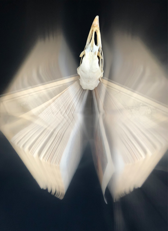 An image from photographer Julie Meridian's book titled 'Book of Birds'