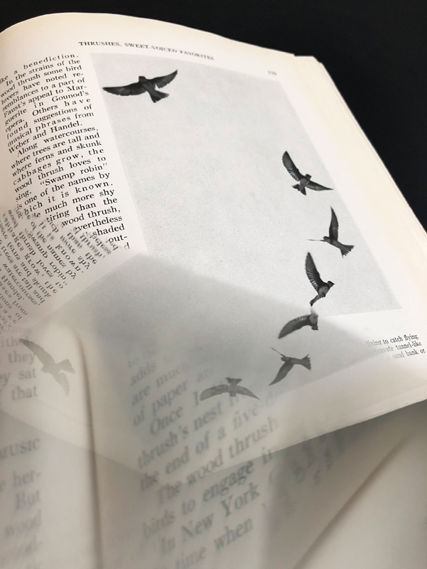 Photographer Julie Meridian creates an illusion that birds are flying off the pages of a book