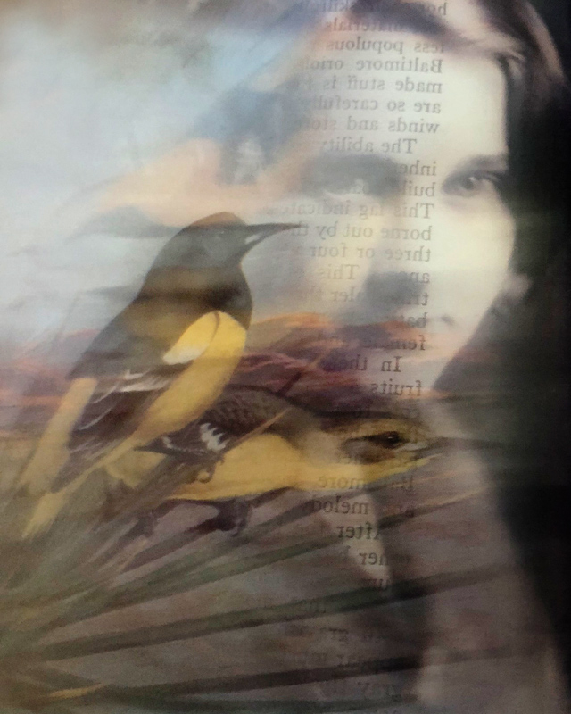 photo from photographer Julie Meridian's book titled 'Book of Birds'
